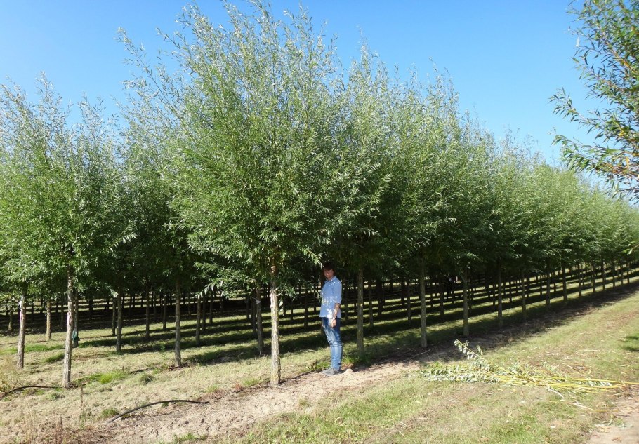 Ива белая salix alba