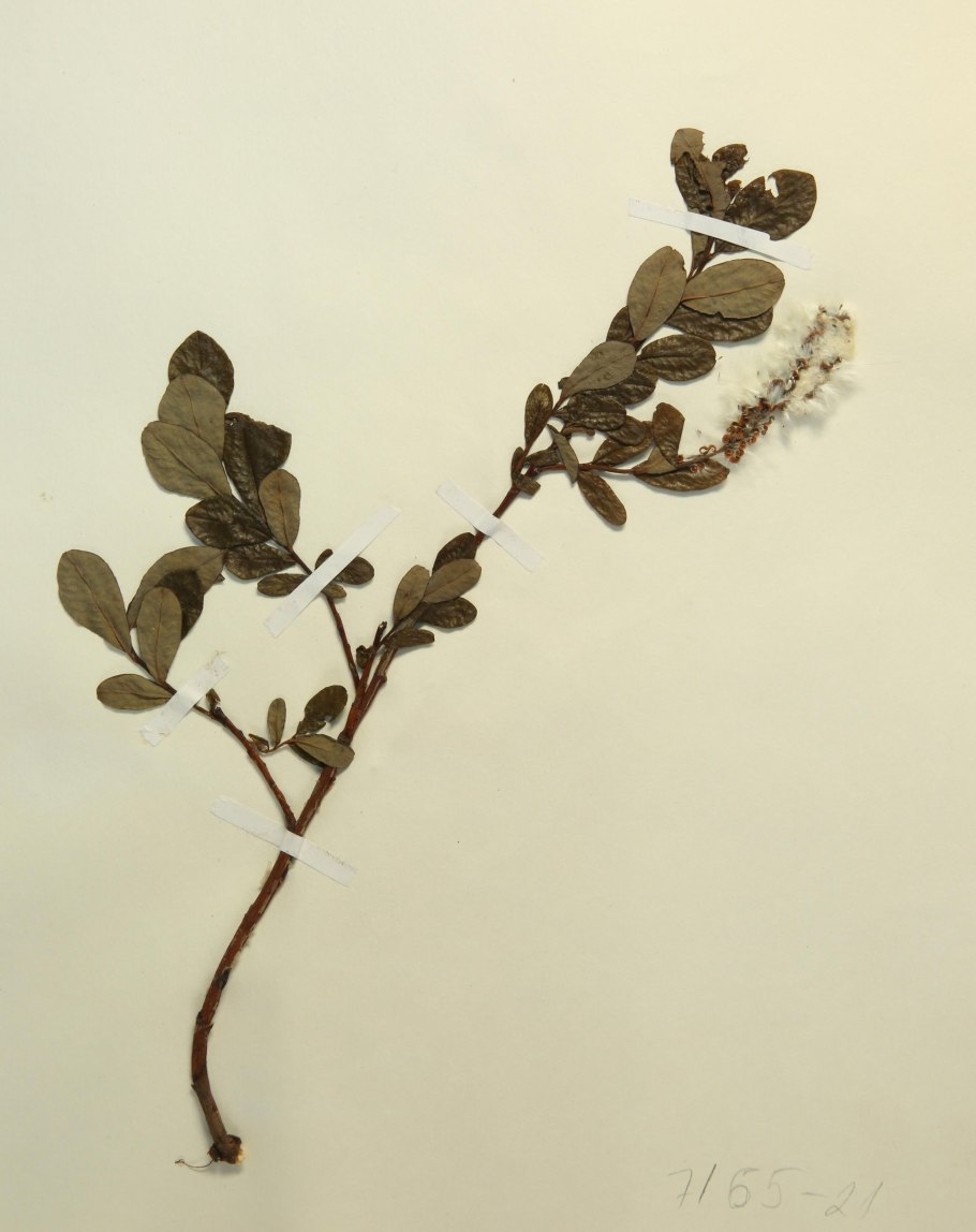 Ива ломкая (шаровидная) Salix fragilis