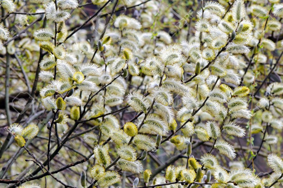 Ива козья salix caprea