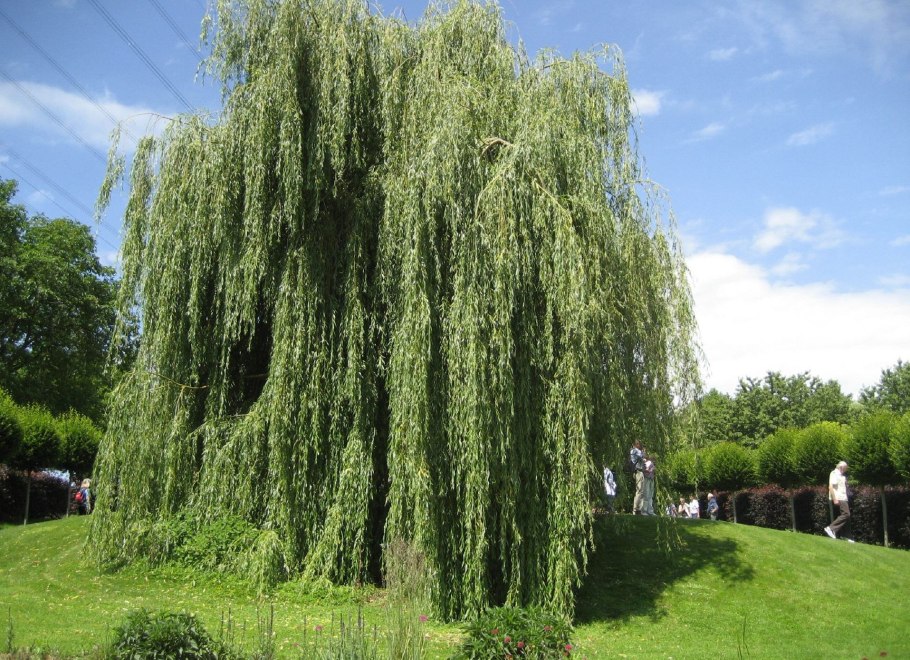 Ива вавилонская плакучая