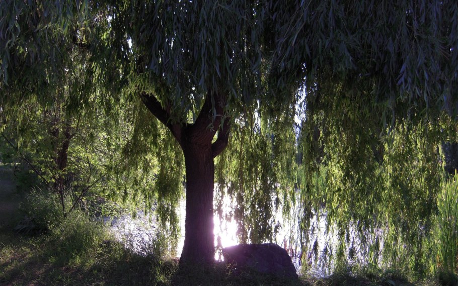 Weeping willow tree