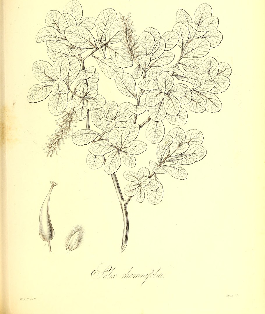 Ботаническая иллюстрация