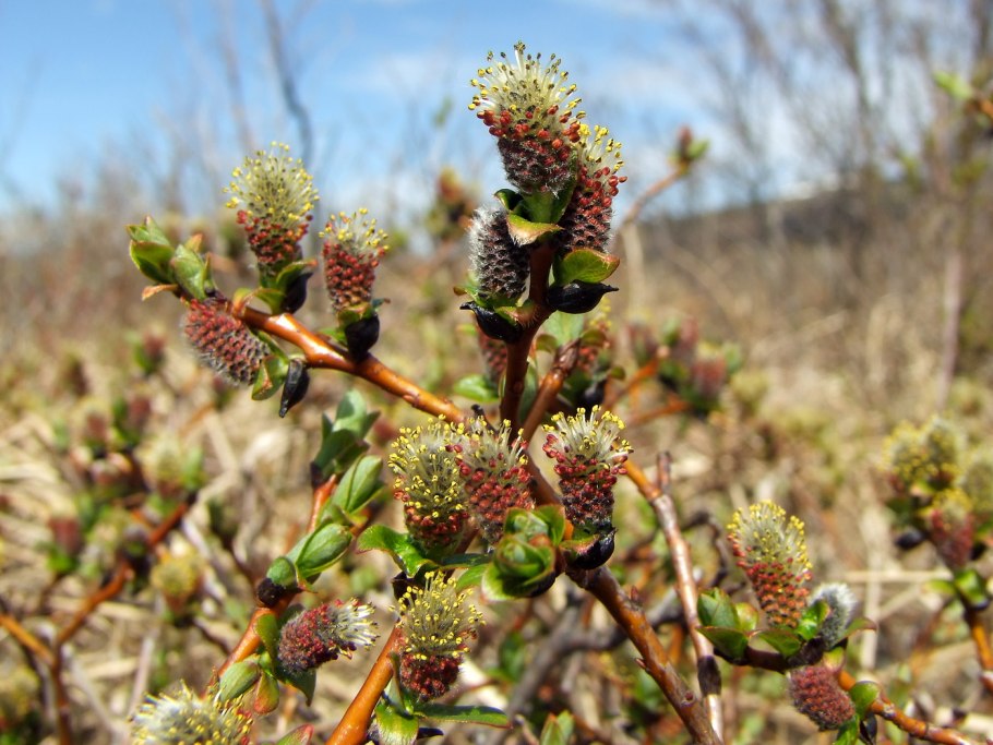 Salix fuscescens