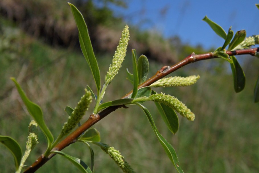 Salix saxatilis
