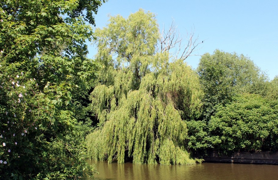 Weeping willow tree