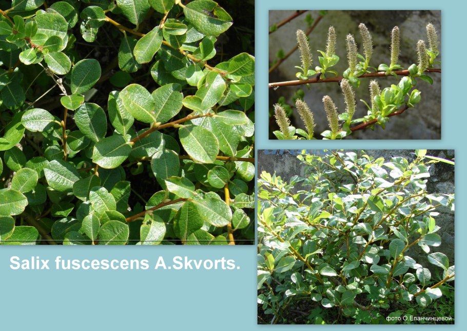 Ива гибридная Breckavier