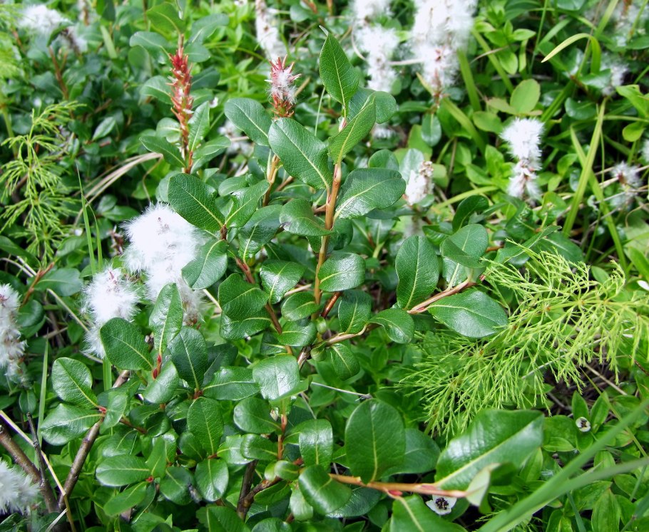 Salix fuscescens subsp. Poronaica