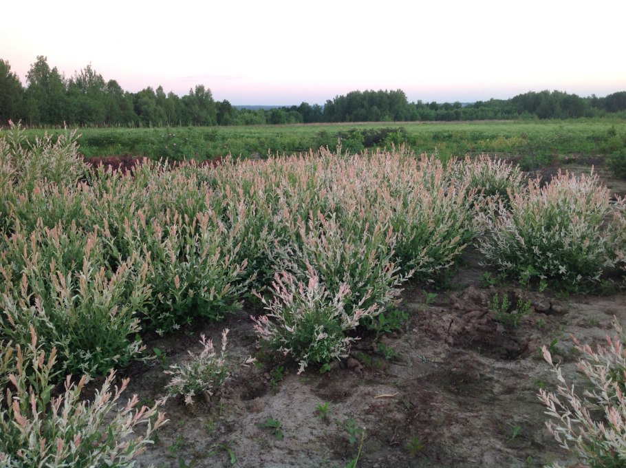 Ива мирзинолистная