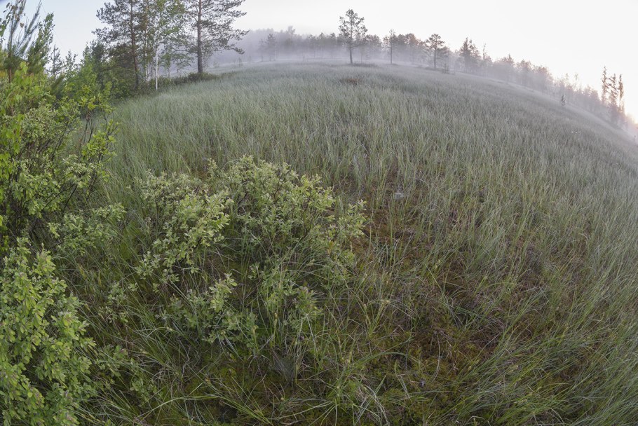 Кочка клюквенная на болоте