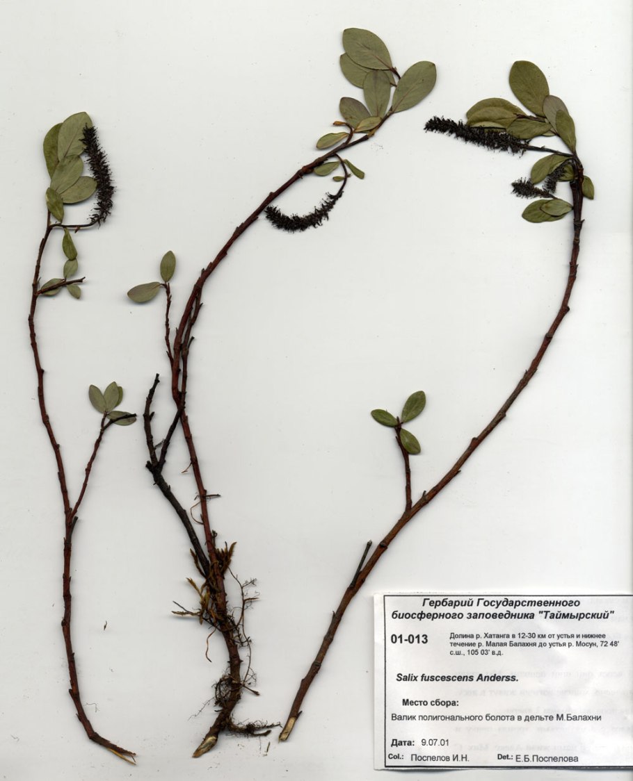 Ива Хакуро нишики куст