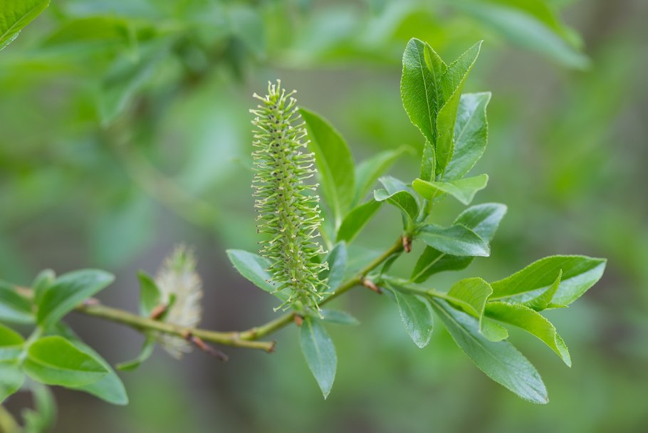 Salix myrsinifolia