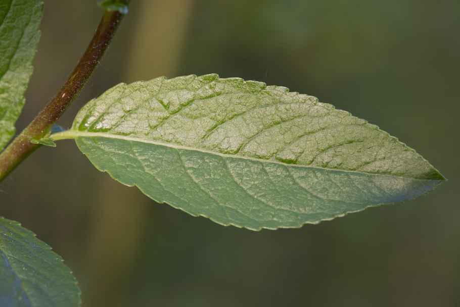 Ива шерстистопобеговая (salix dasyclados)