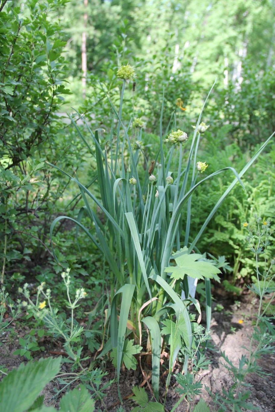 Лук косой уксун
