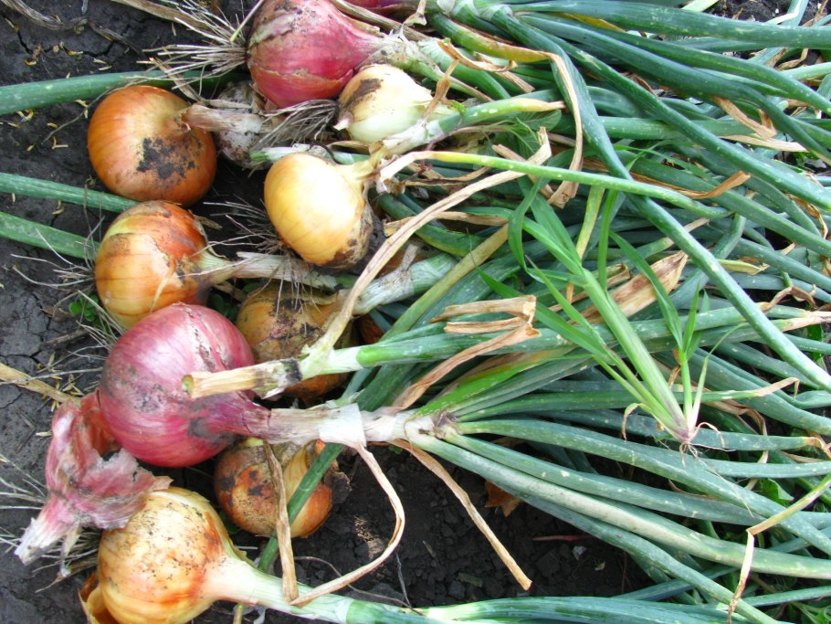 Лук-слизун (Allium Nutans)