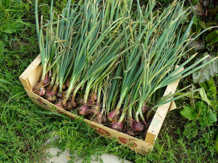 Лук севок шалот семейный