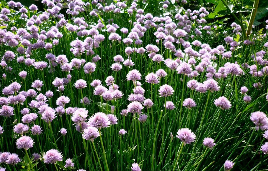 Лук зеленый , репчатый батун