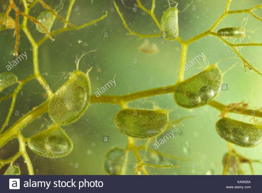 Альдрованда пузырчатая (Aldrovanda vesiculosa)