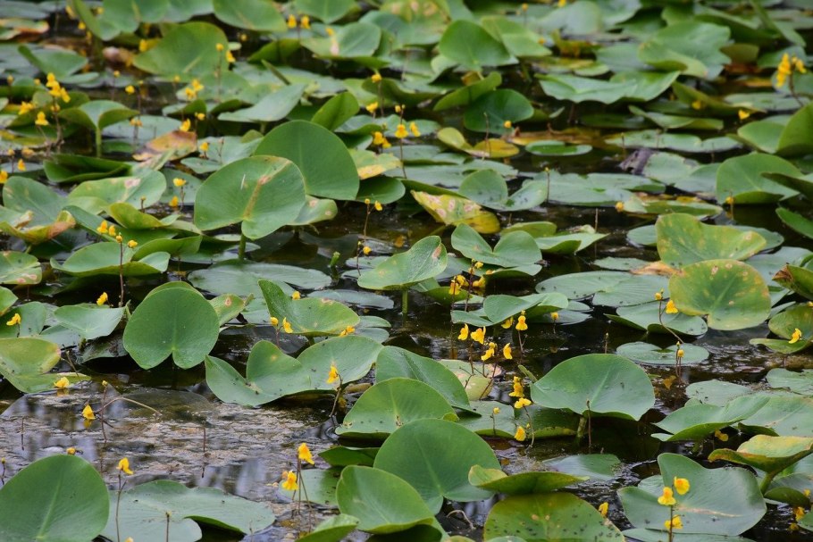 Кубышка (nuphar)