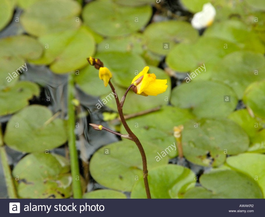 Пузырчатка хищное растение