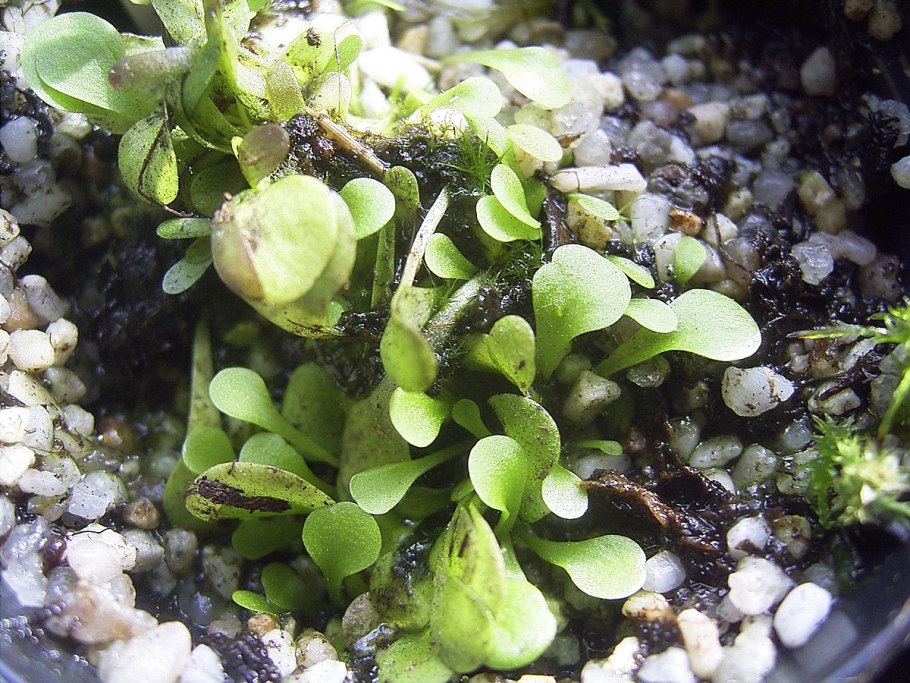 Utricularia vulgaris l. – пузырчатка обыкновенная