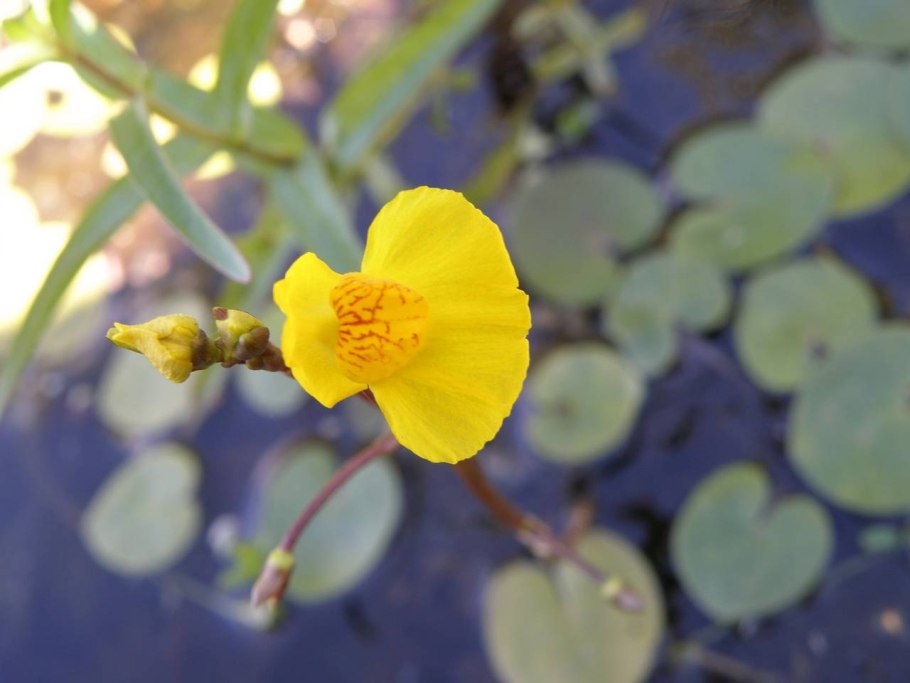 Utricularia fimbriata