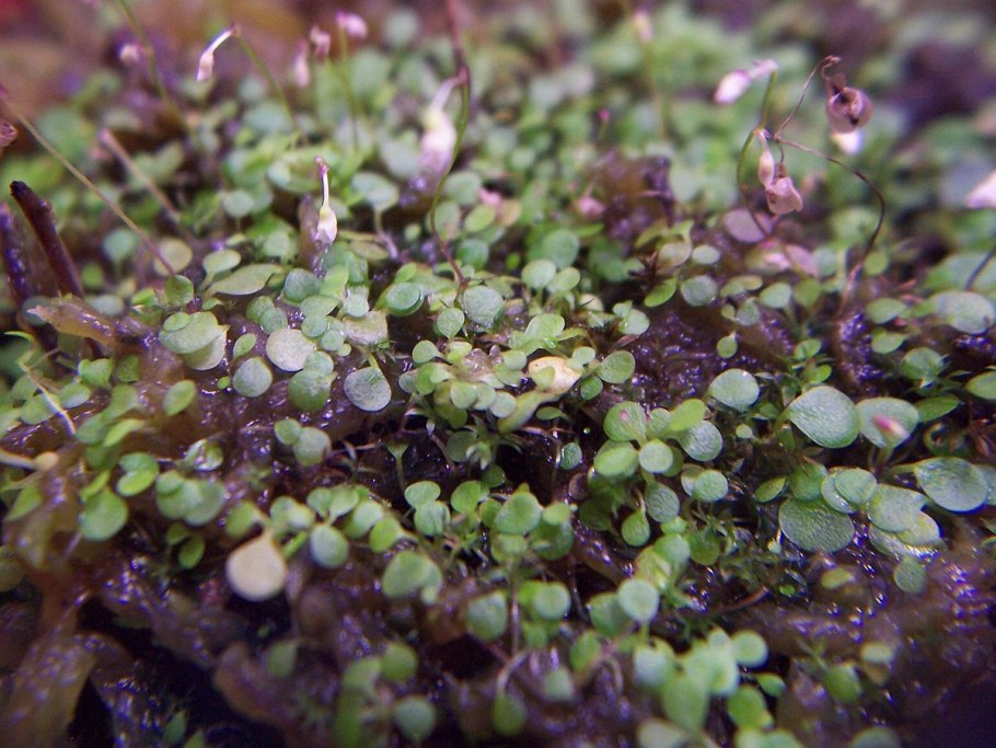 Жирянка и пузырчатка