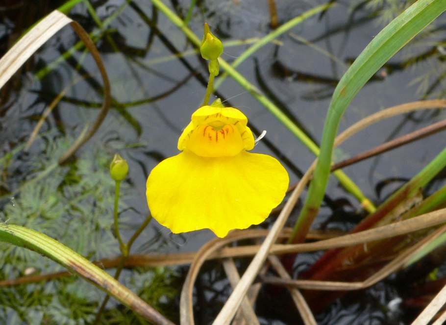 Utricularia sandersonii