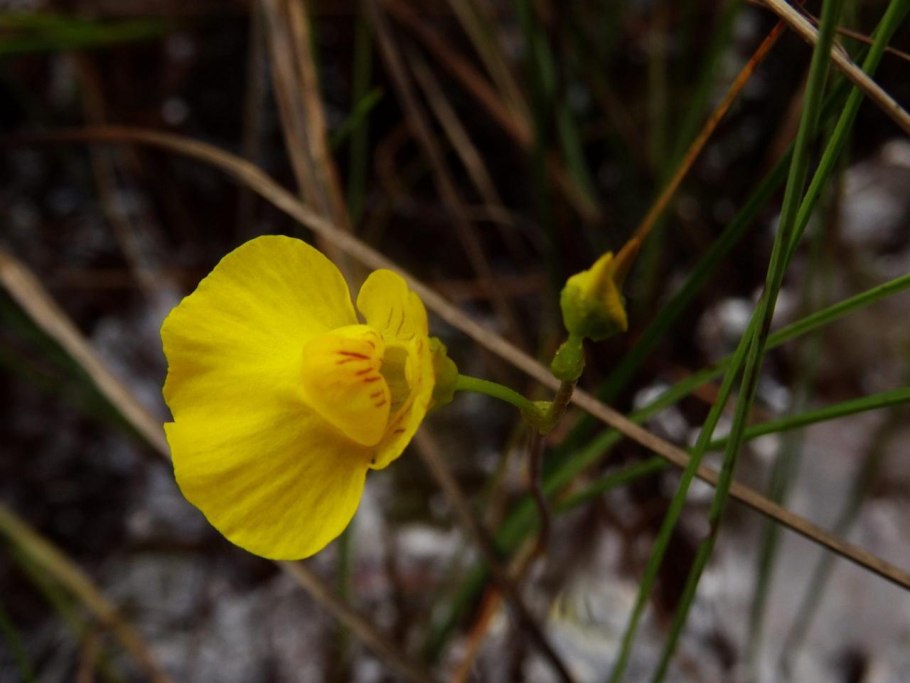 Пузырчатка болотная
