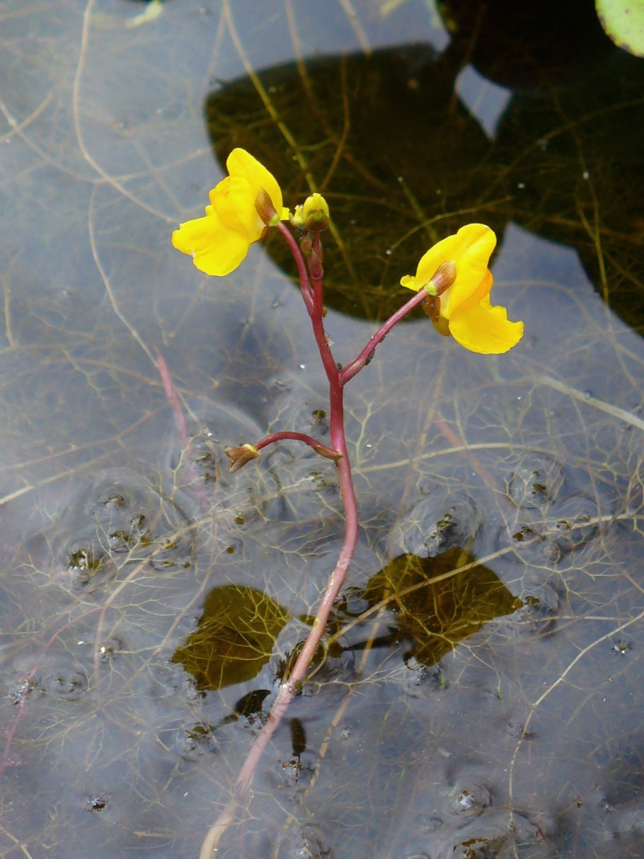 Utricularia gibba