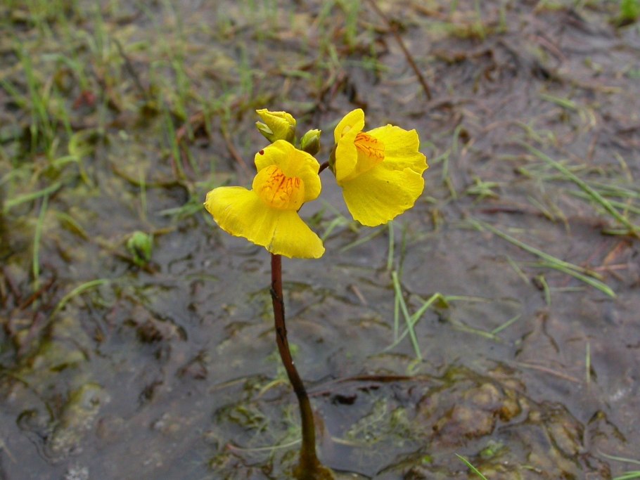 Utricularia sandersonii