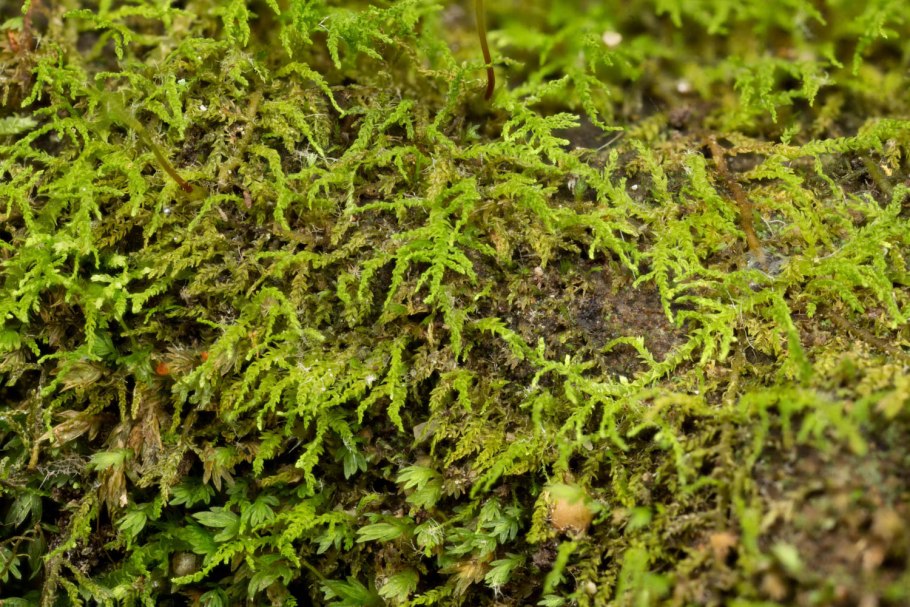 Hypnum cupressiforme