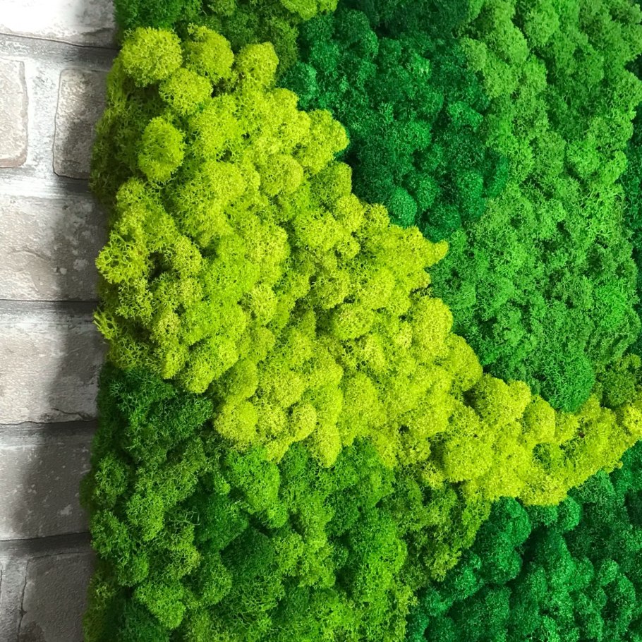 Что такое стабилизированный мох