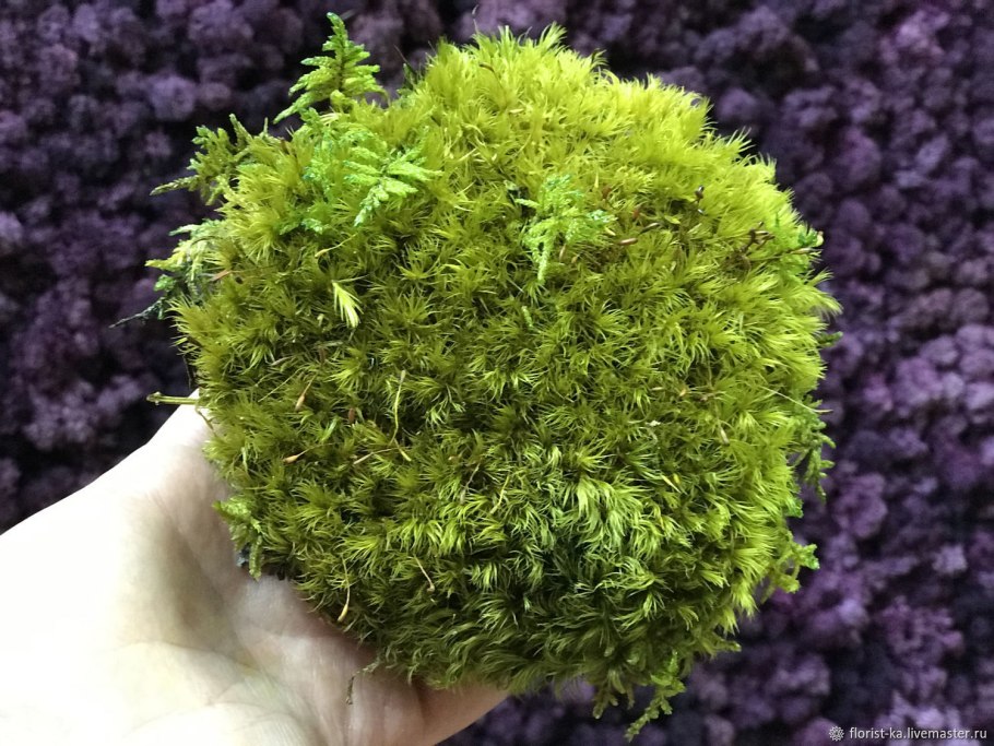 Мох стабилизированный