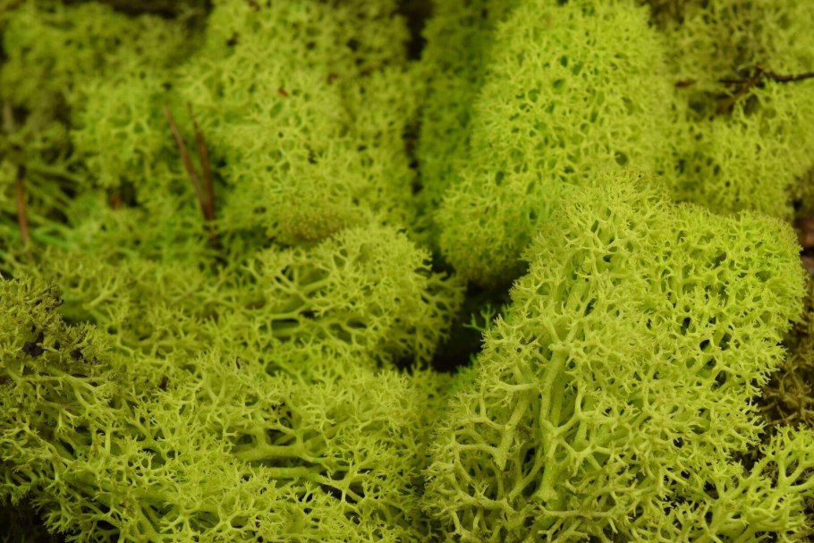 Мох  triangle moss