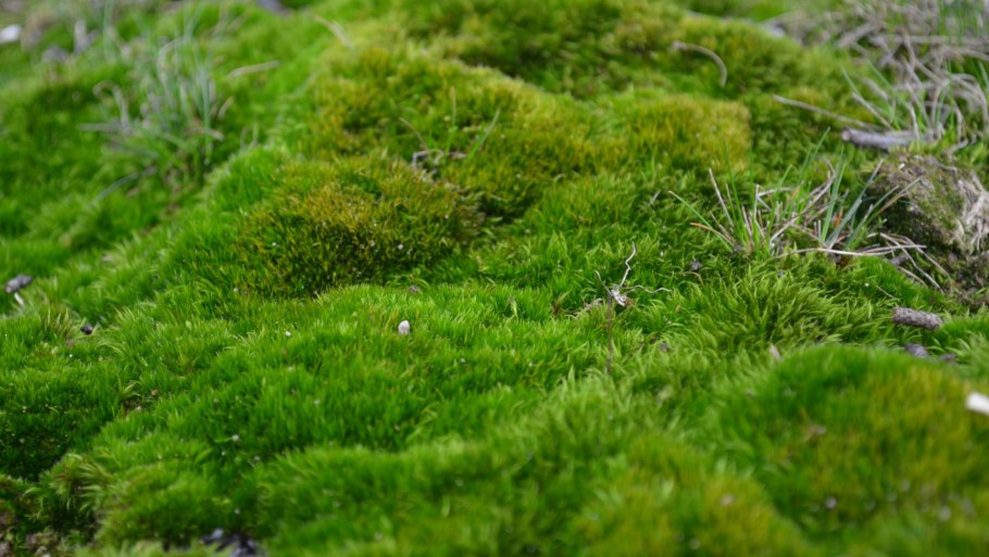 Зеленые мхи