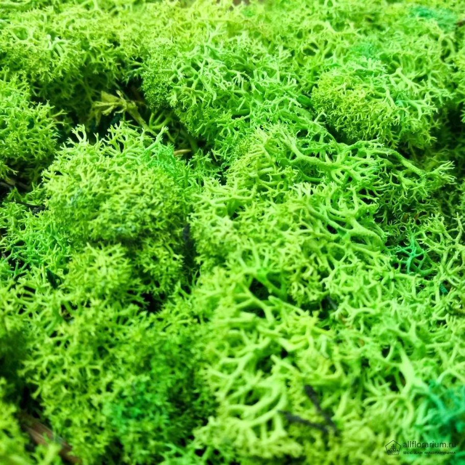 Мох стабилизированный ягель