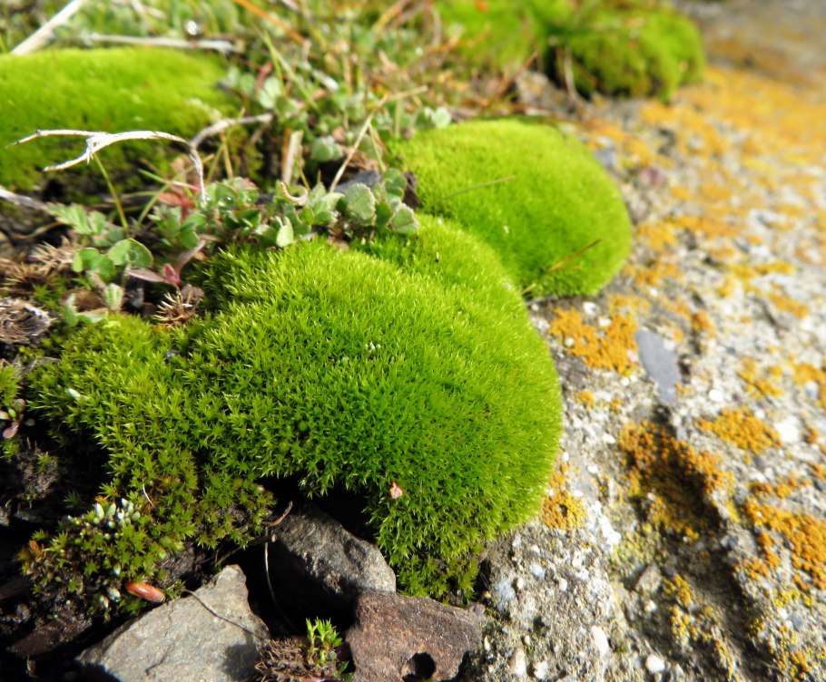 Сфагнум листостебельный