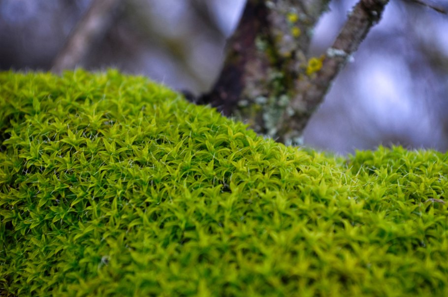 Зеленые мхи