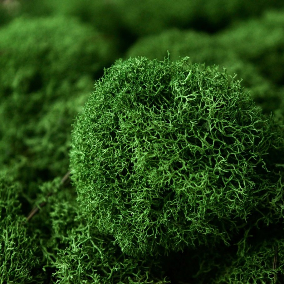 Стабилизированный мох ягель