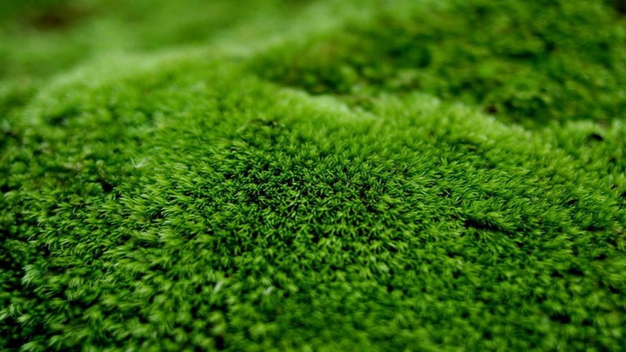 Мох стабилизированный