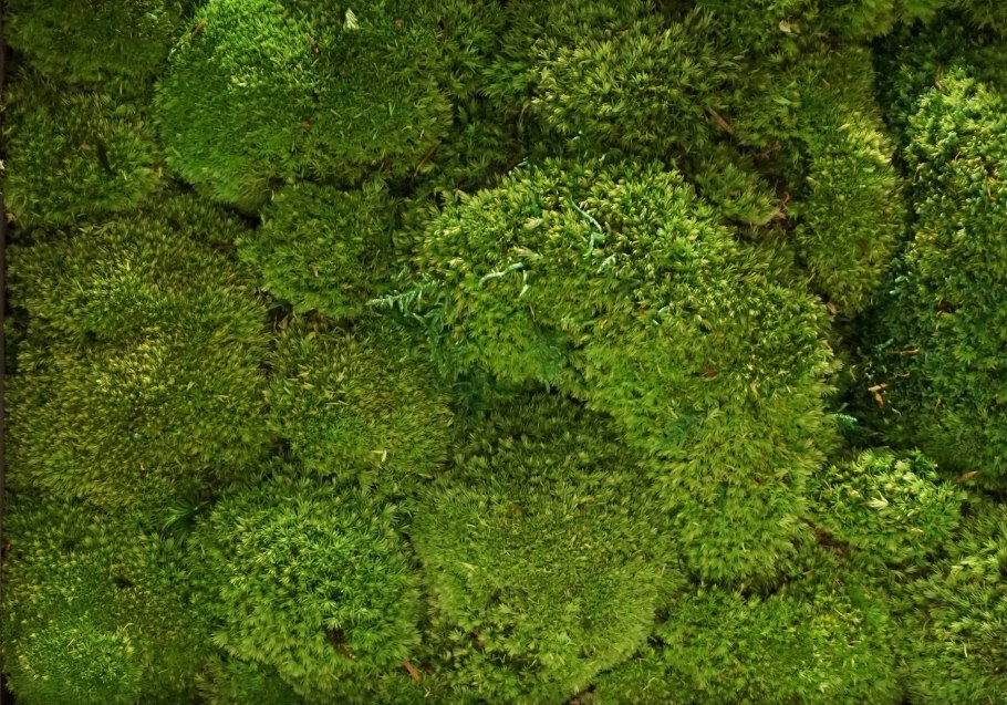 Текстура мох