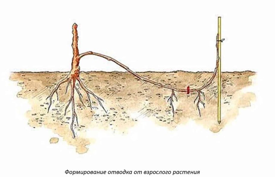 Размножение растений отводками и черенками