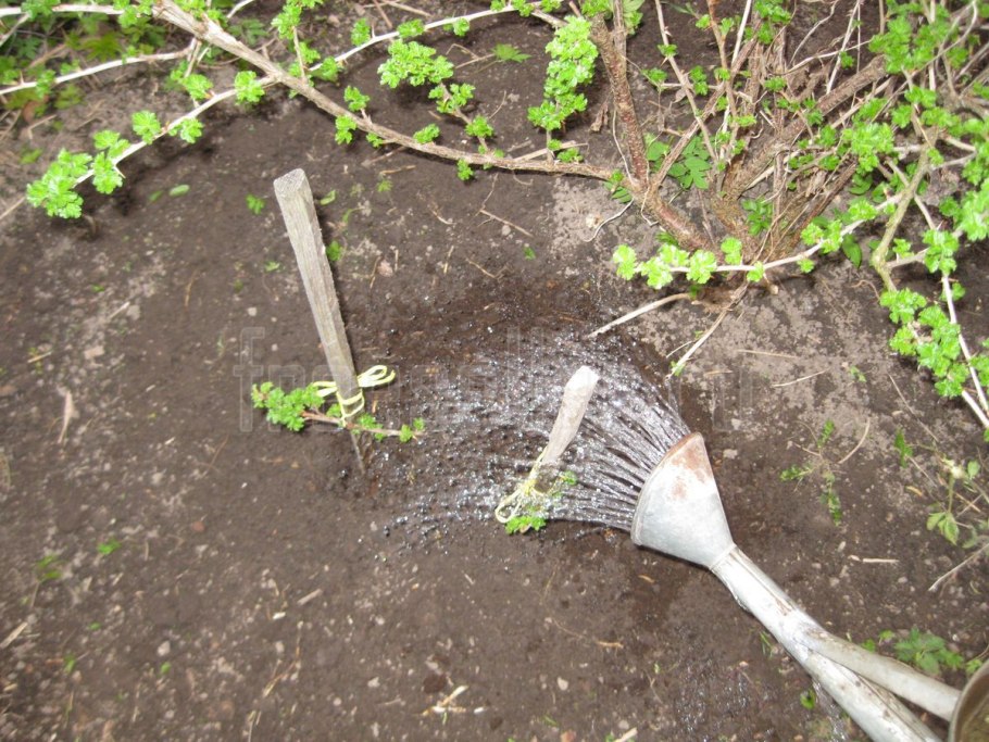 Размножение дуговидными отводками