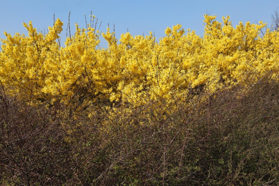 Форзиция промежуточная spectabilis