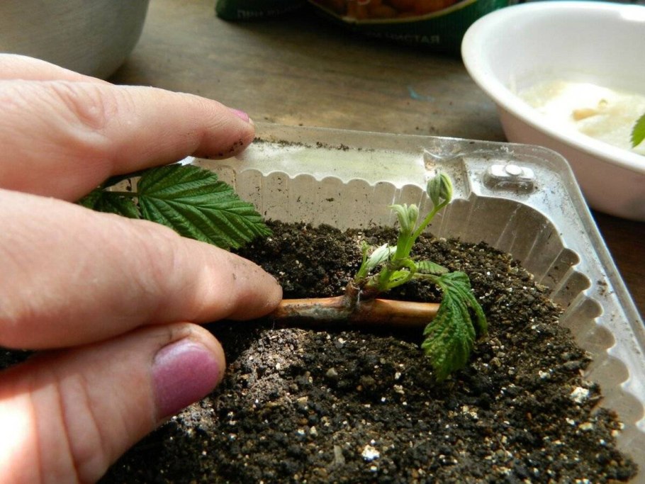 Размножение и расселение растений