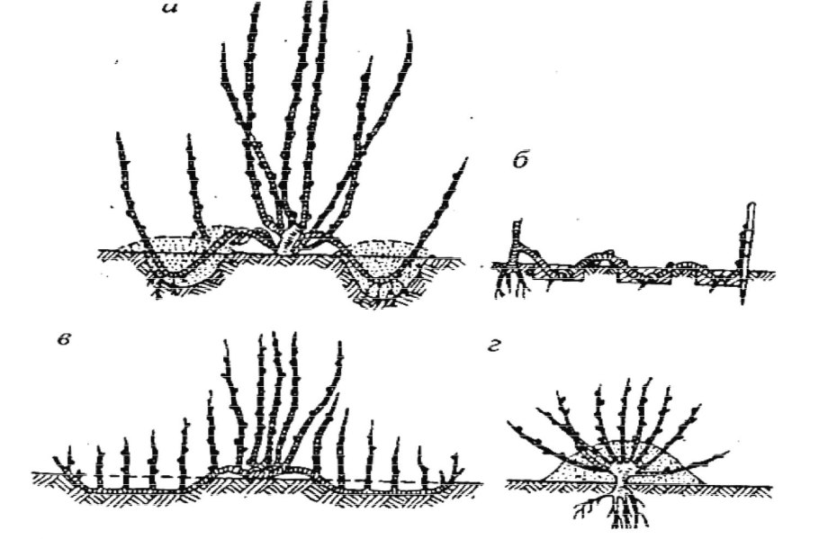 Лапчатка размножение черенками