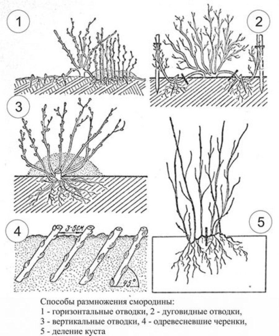 Черенкование роз