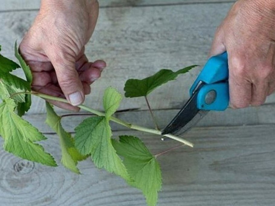 Черенкование книга