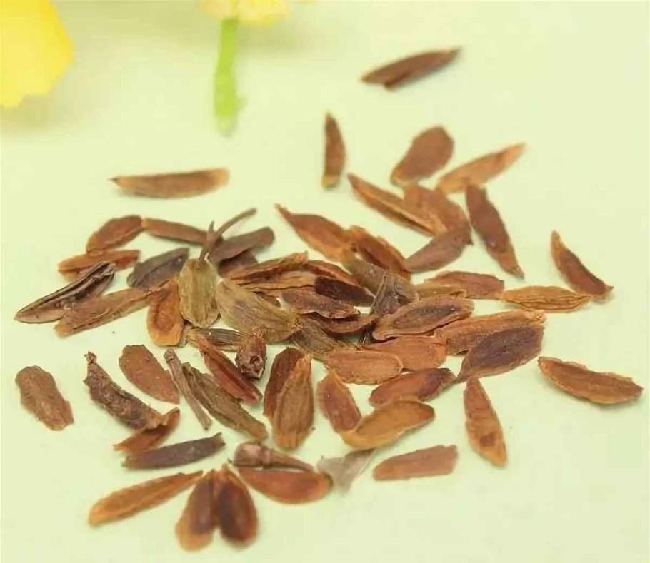 Семена сирень венгерская