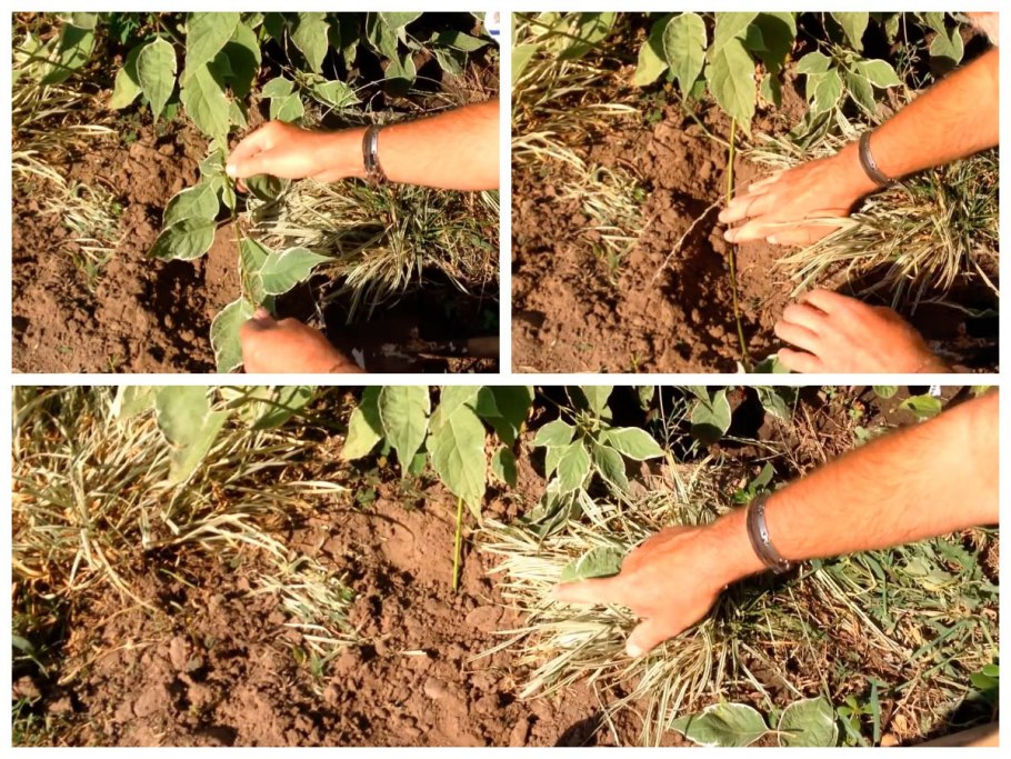 Мульчирование грядок